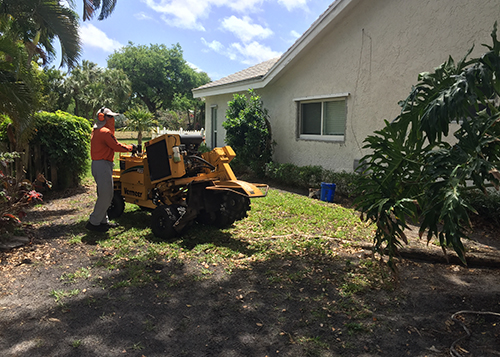 boca raton residential stump grinding